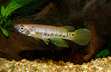 Epiplatys sp.Mondah